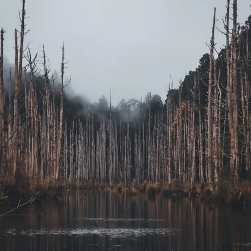 水漾森林